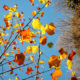 Feuilles d’automne de tulipier