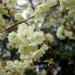 fleurs de cerisier jaune clair