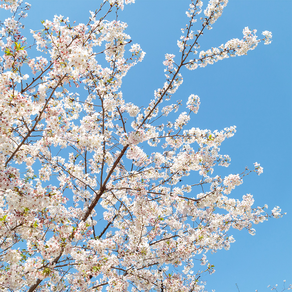 fleurs de cerisier dans le ciel bleu