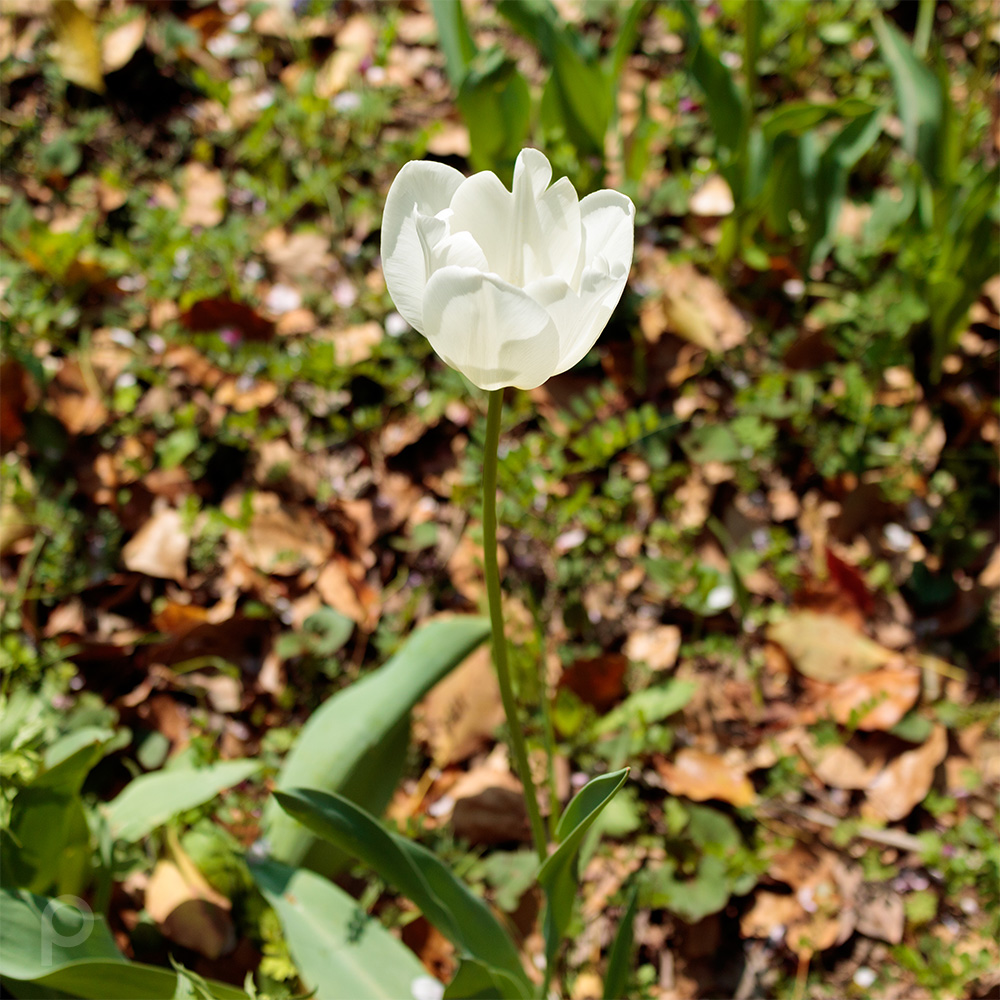 tulipe blanche