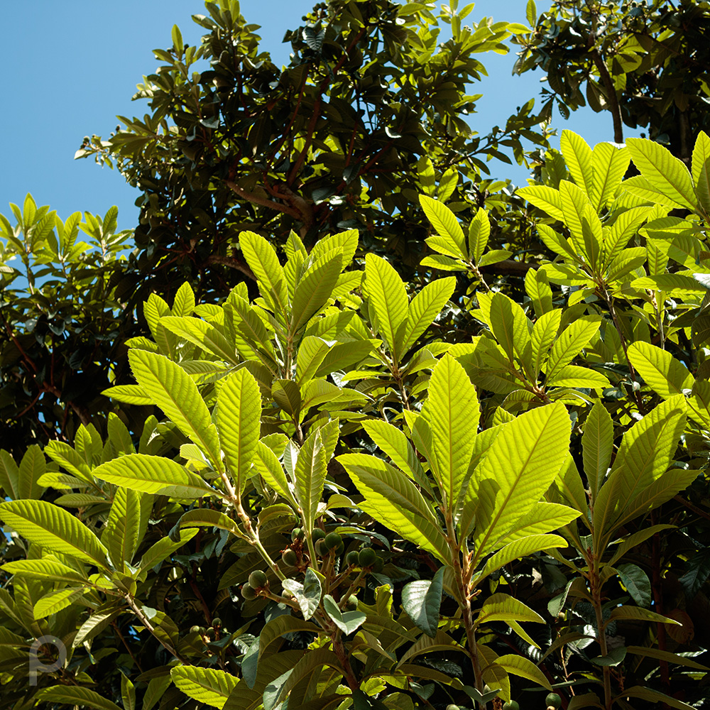 feuilles de nèfle en avril