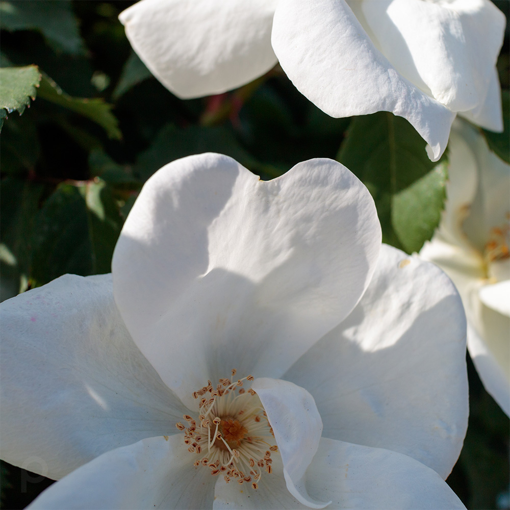 pétales de roses blanches