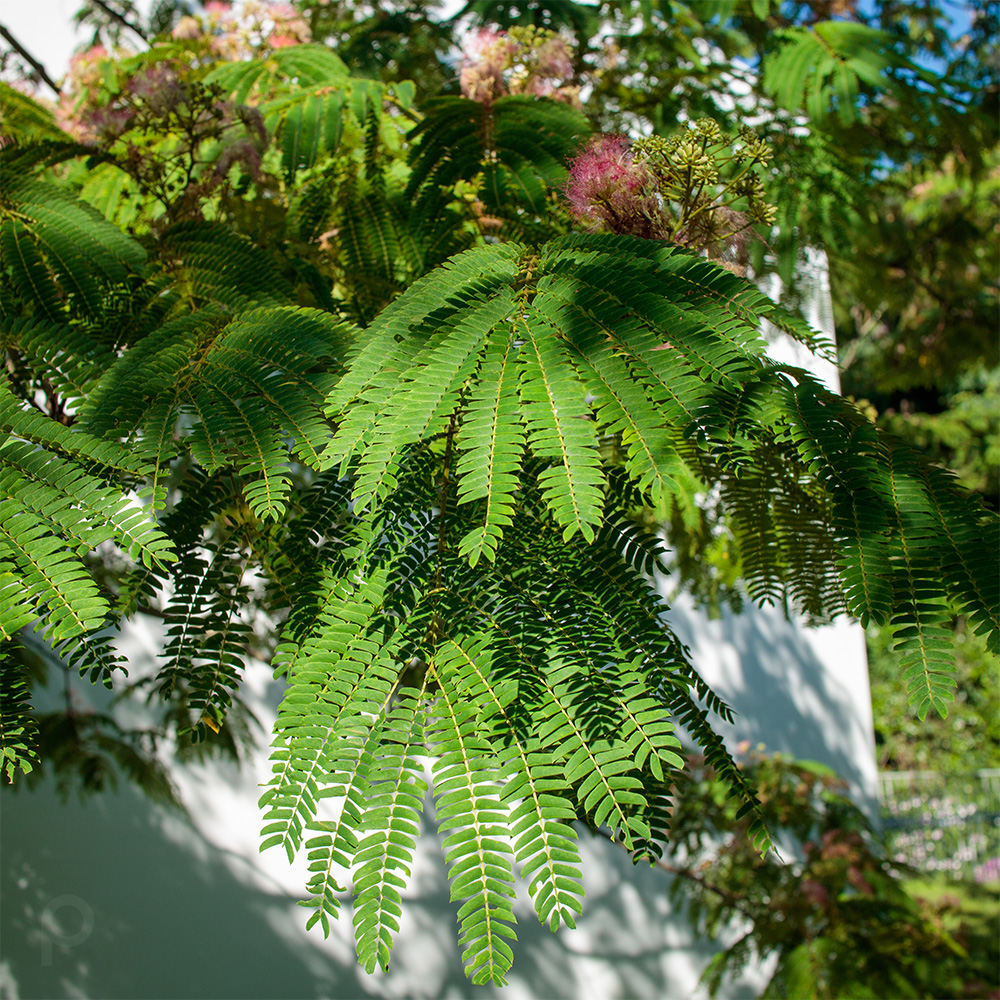 Arbre à soie