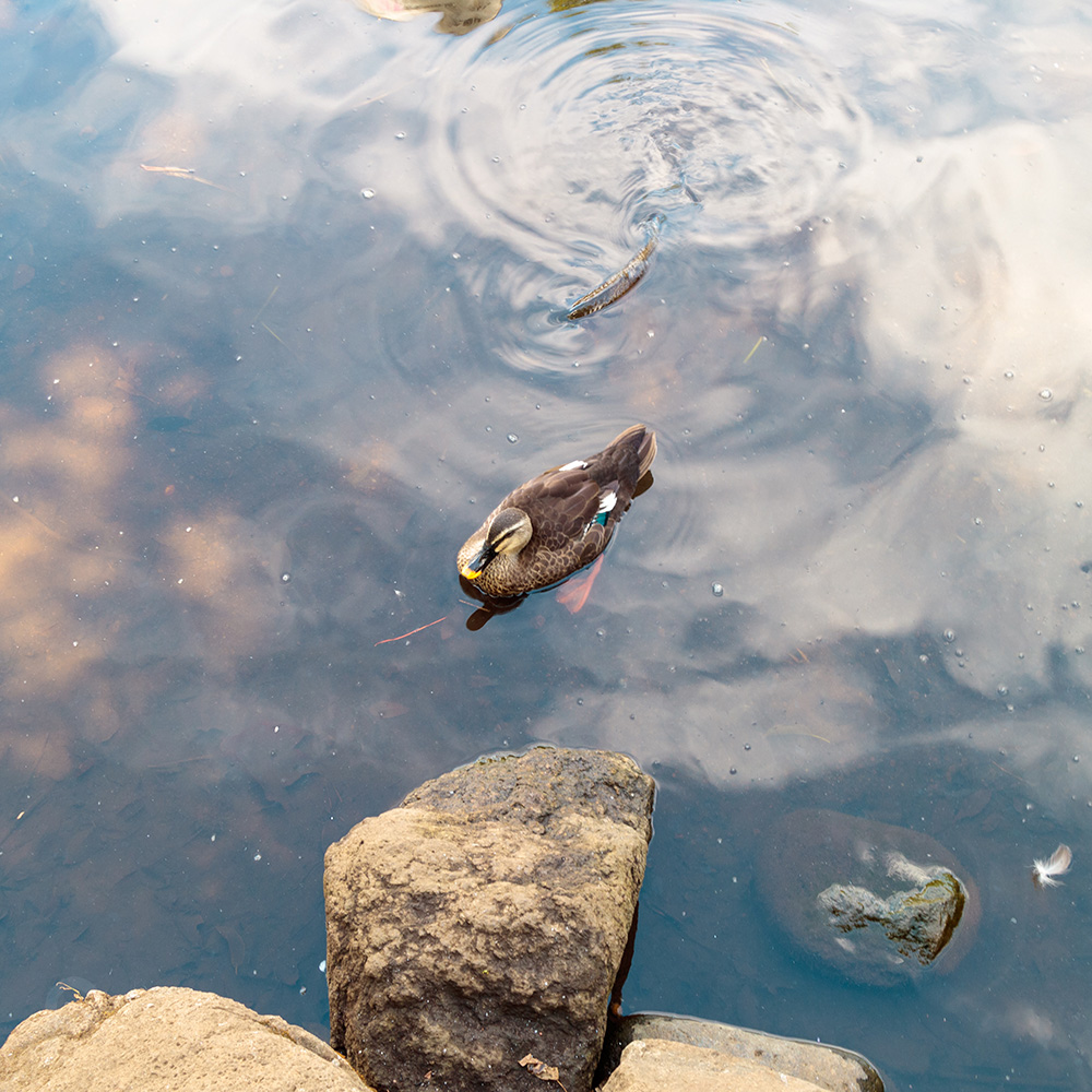 Canard et carpe dans l'étang