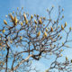 Bourgeons de magnolia blanc