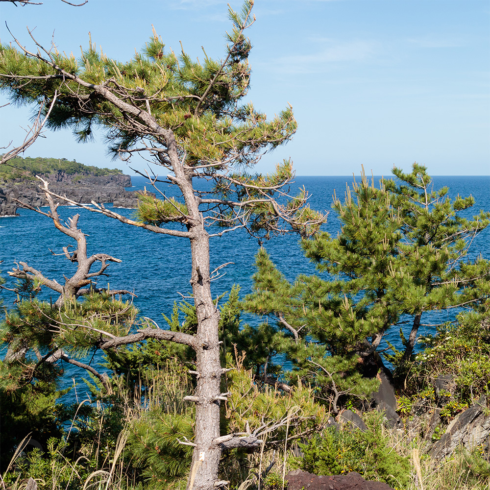 pins au bord de la mer