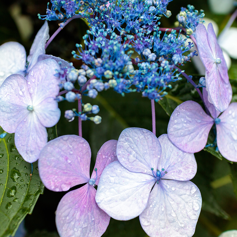 Hortensia avec des gouttes de pluie