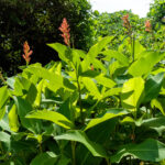 Canna indica L.