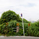 Herbe d’été et Bay Bridge