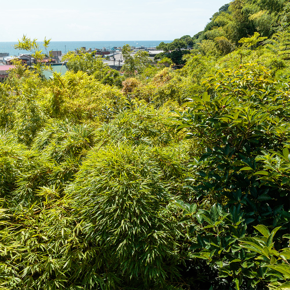 Les arbres d'été et la mer