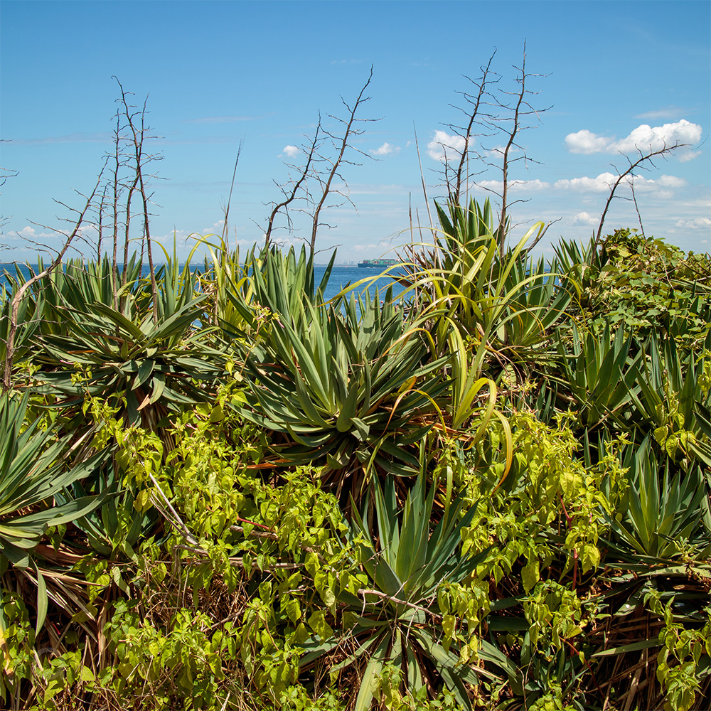 Plantes côtières