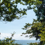 vue à travers les arbres