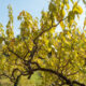 Jardin de pruniers d’automne