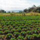 Champ de légumes près de la mer