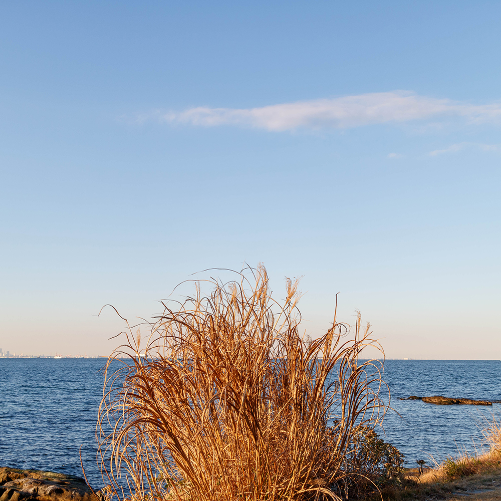 herbe argentée au bord de la mer