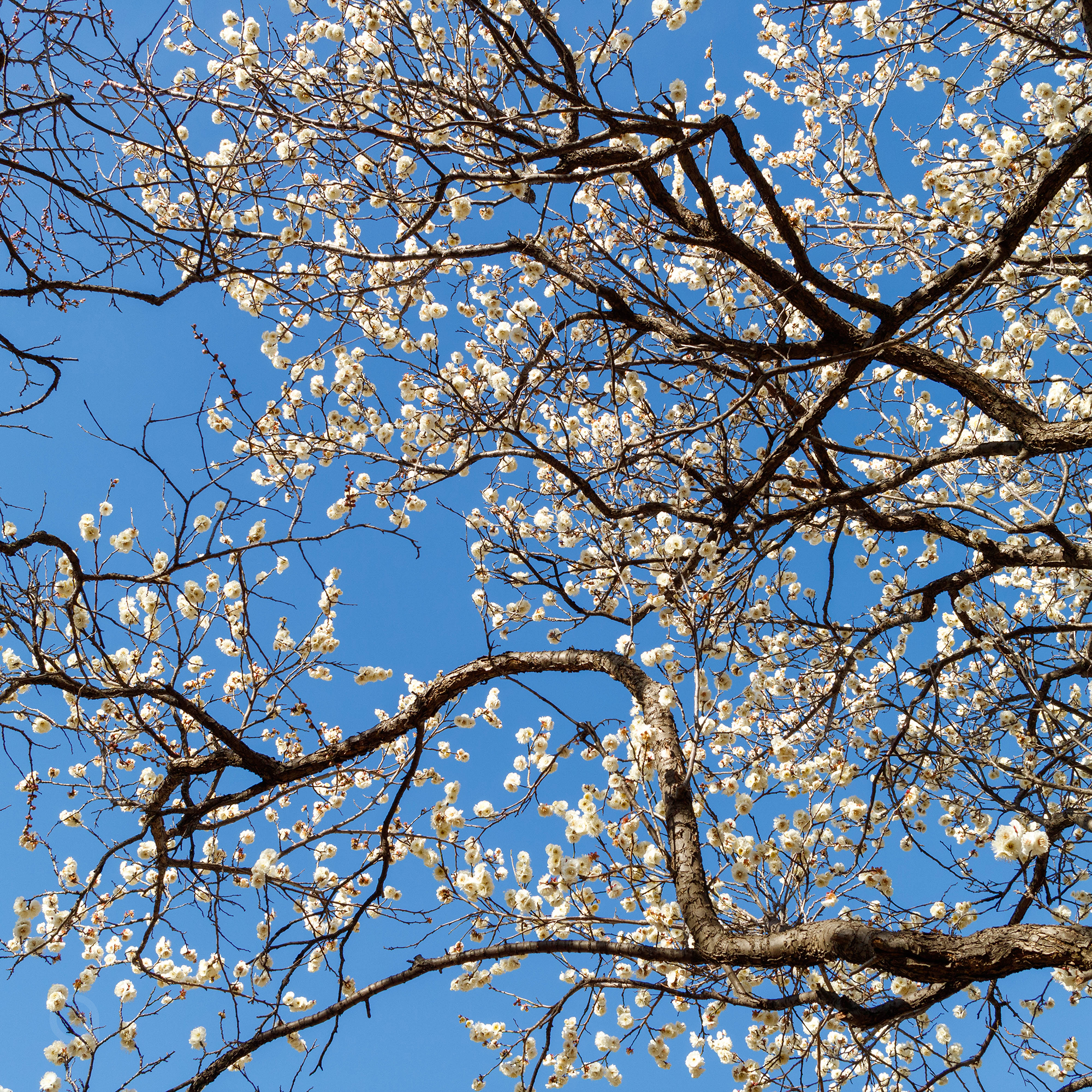 Fleurs d'Ume