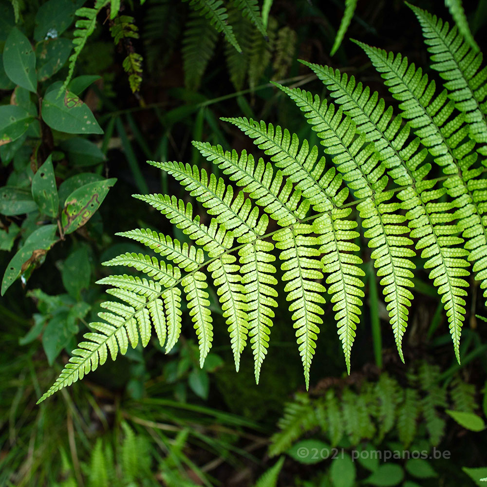 シダ植物