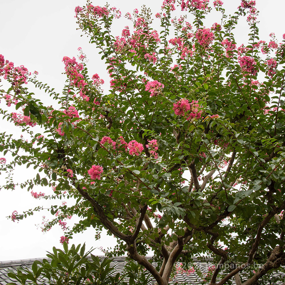 花が咲くサルスベリの木