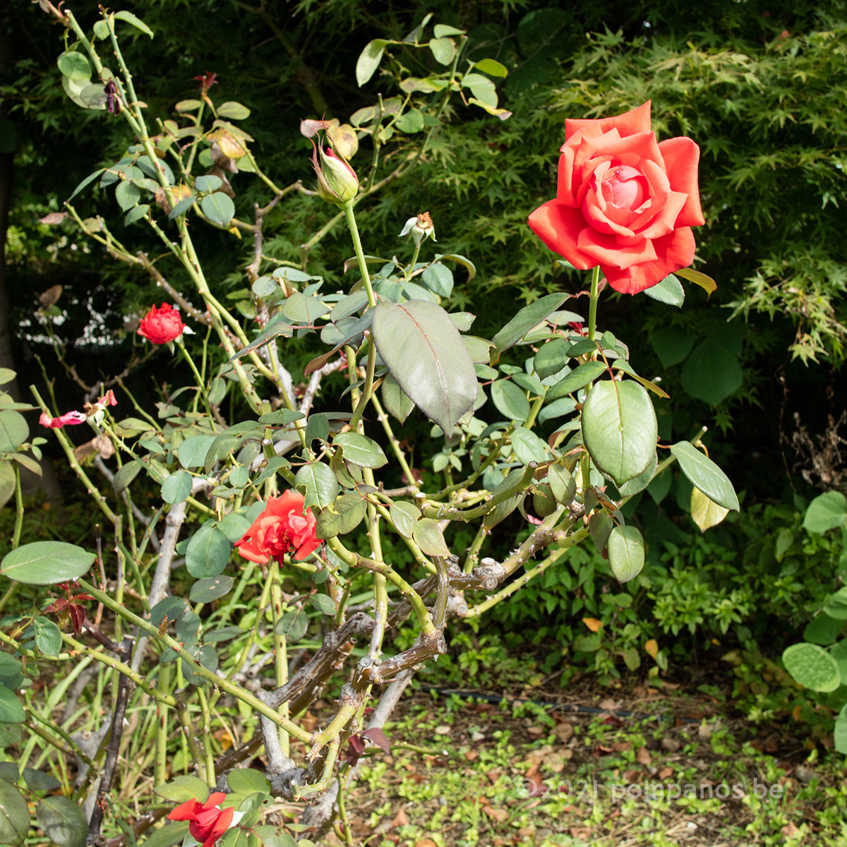 朱色の薔薇