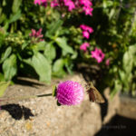 センニチコウの蜜を吸うセセリチョウ