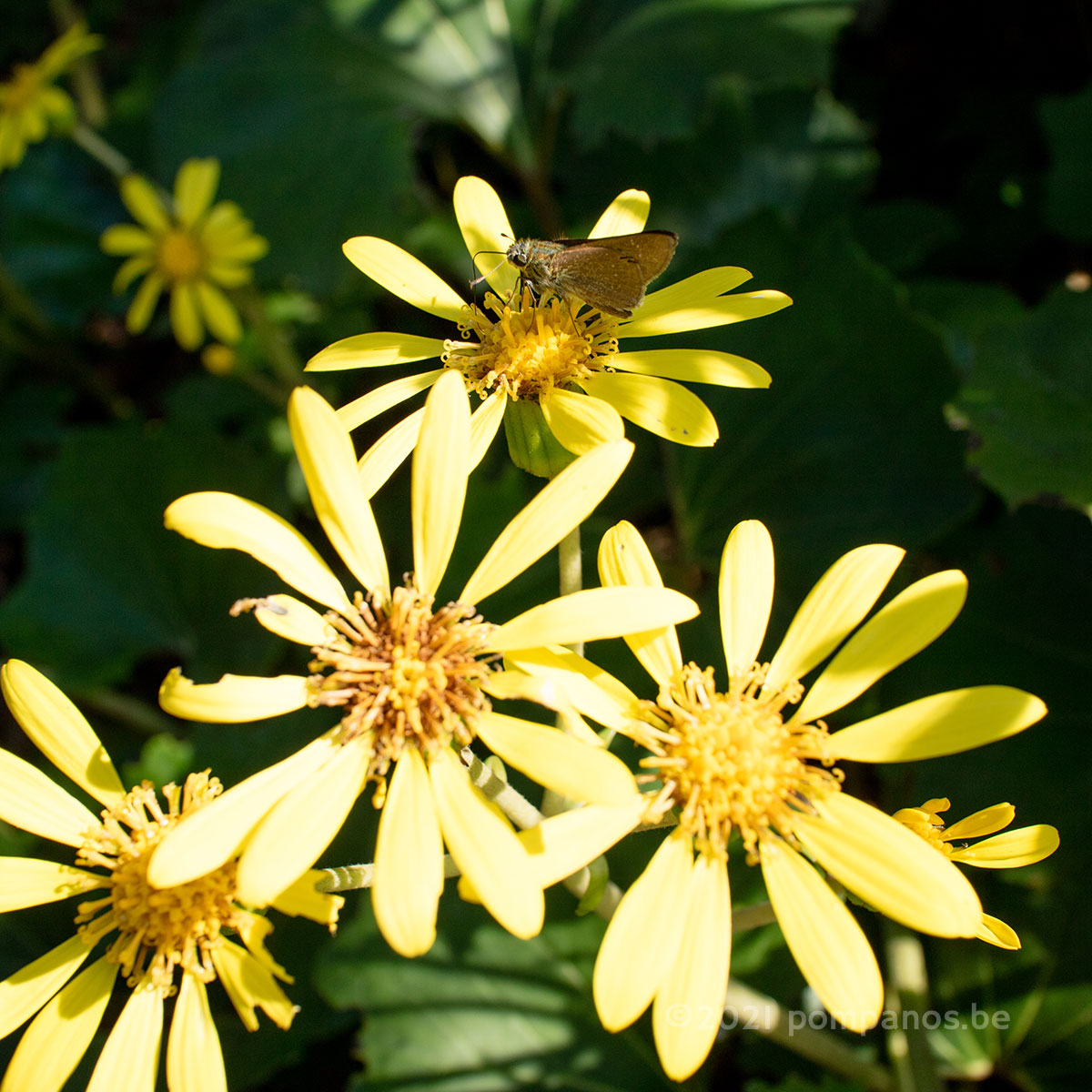 石蕗の花とセセリチョウ