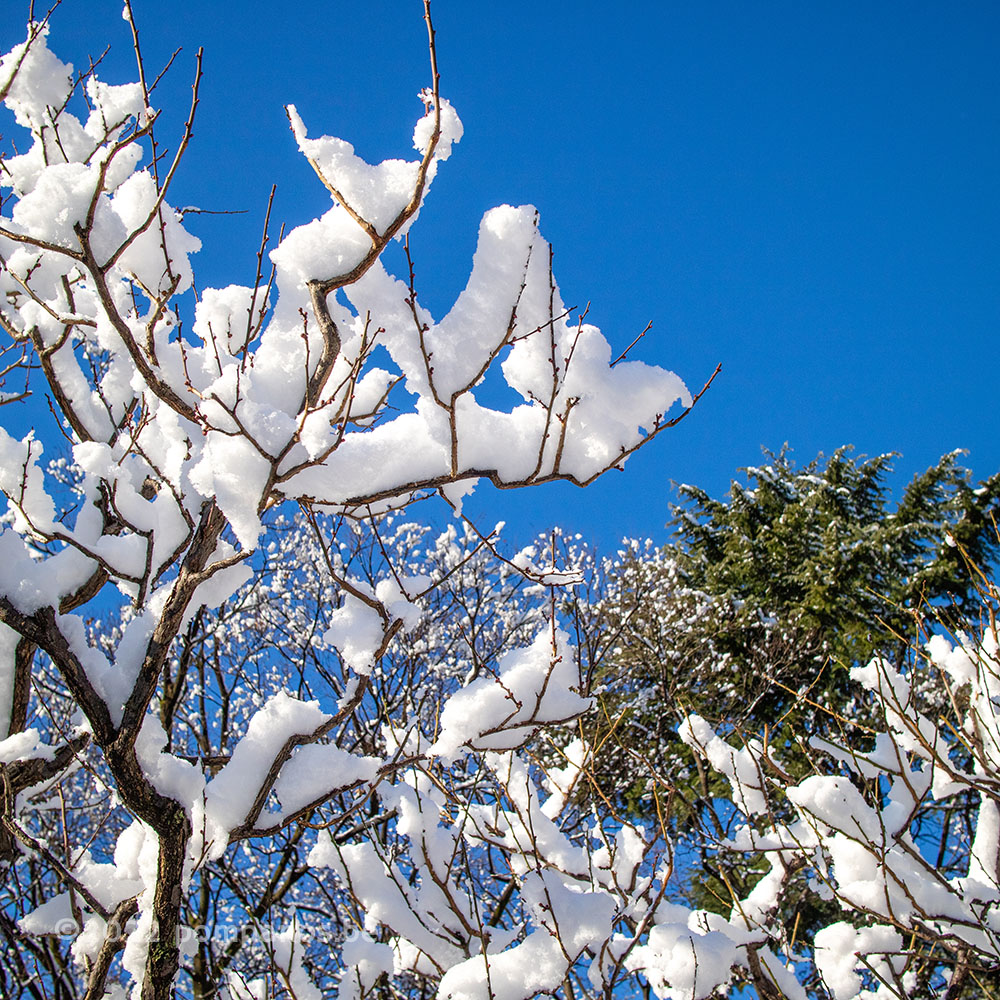 雪が積もった梅の木の枝と青い空