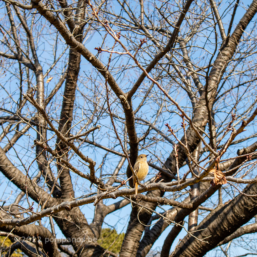 木の枝に止まるジョウビタキ（鳥）