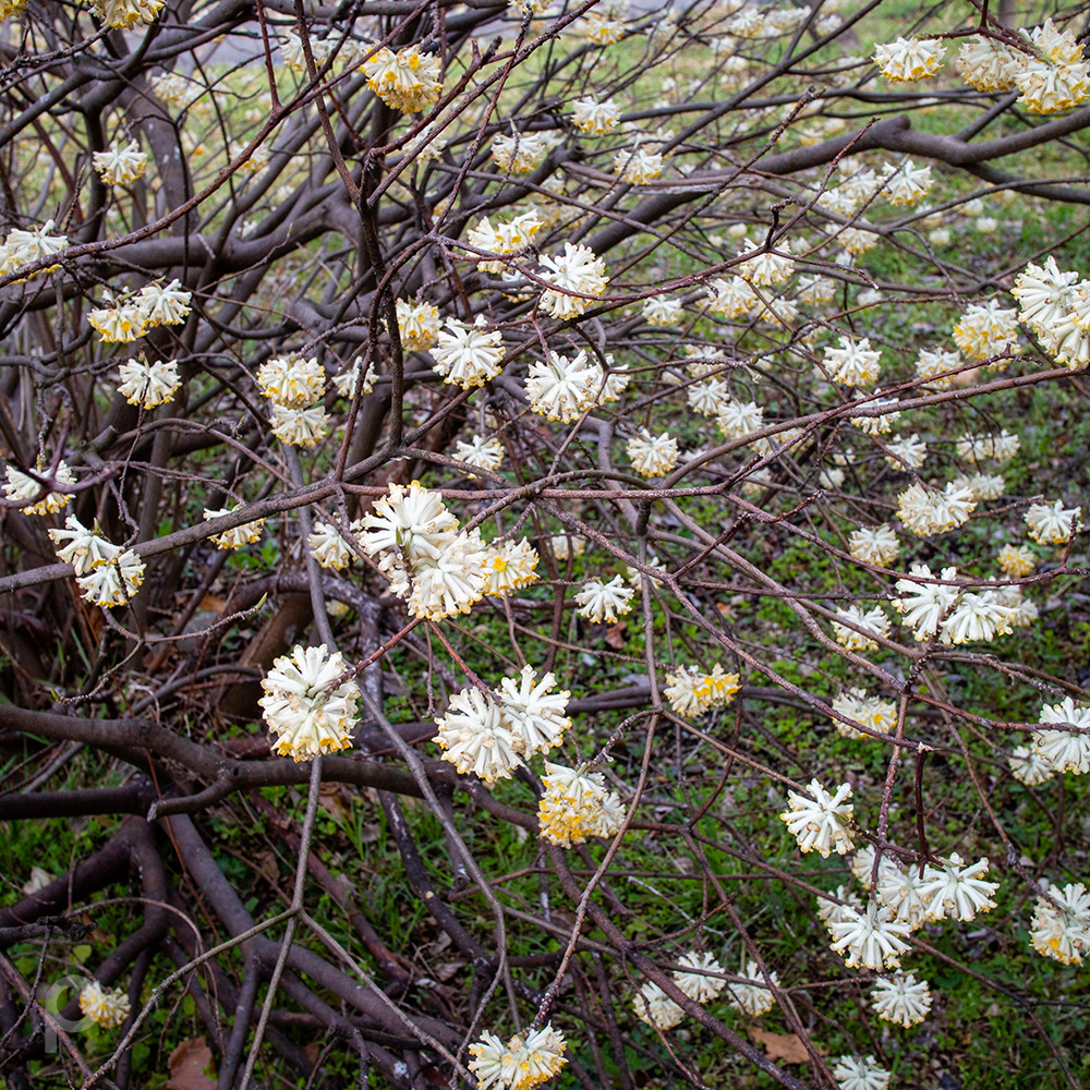 花をつけるミツマタの枝