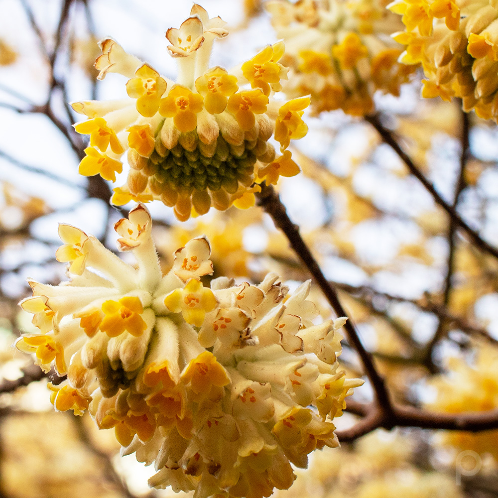 黄金色の花