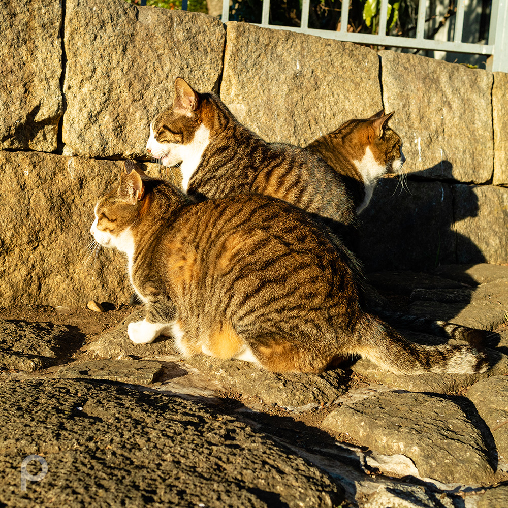 そっくりな三匹の猫