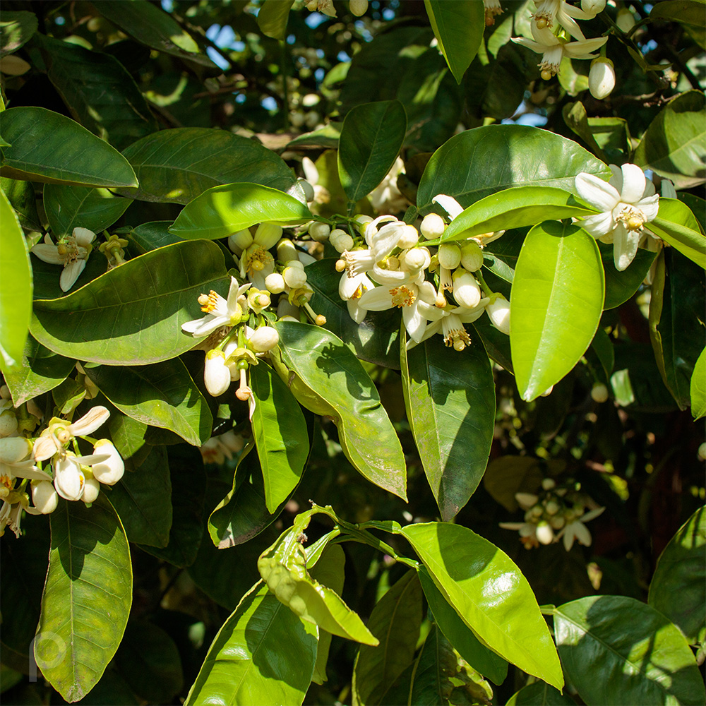 夏みかんの花