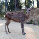 奈良公園の鹿