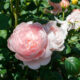 淡いピンクの薔薇