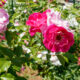 ピンクの薔薇