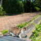 観音崎公園の猫