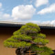 盆栽と雲